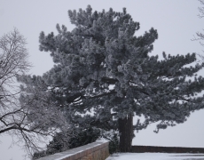 Mikulov in winter
