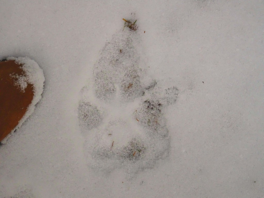 Footprints of a Wolf