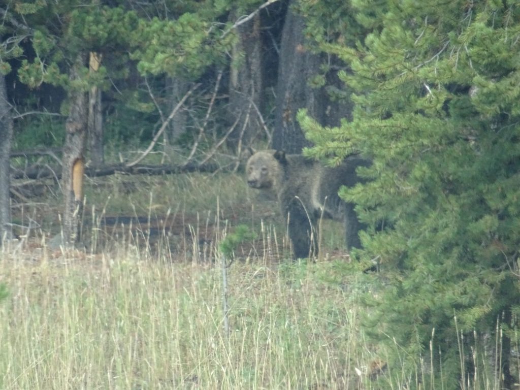 Wildlife of Yellowstone