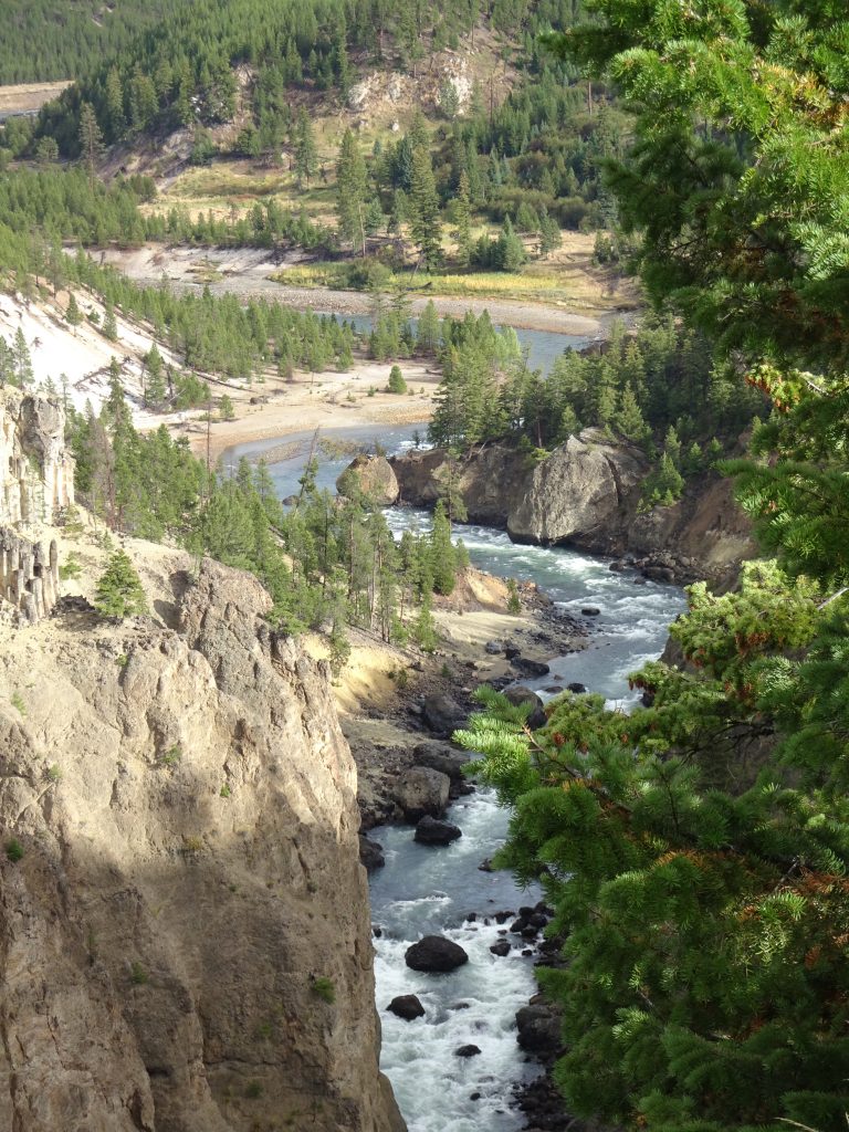 Wildlife of Yellowstone