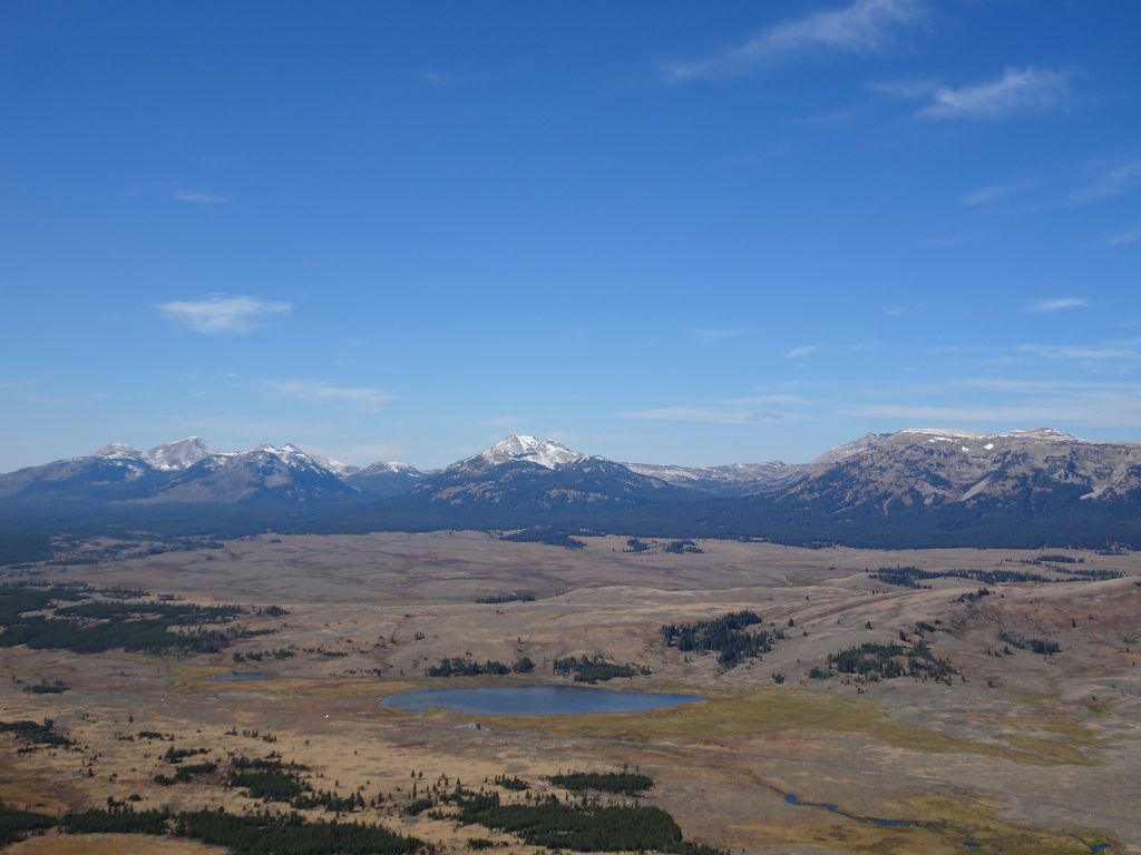 Wildlife of Yellowstone