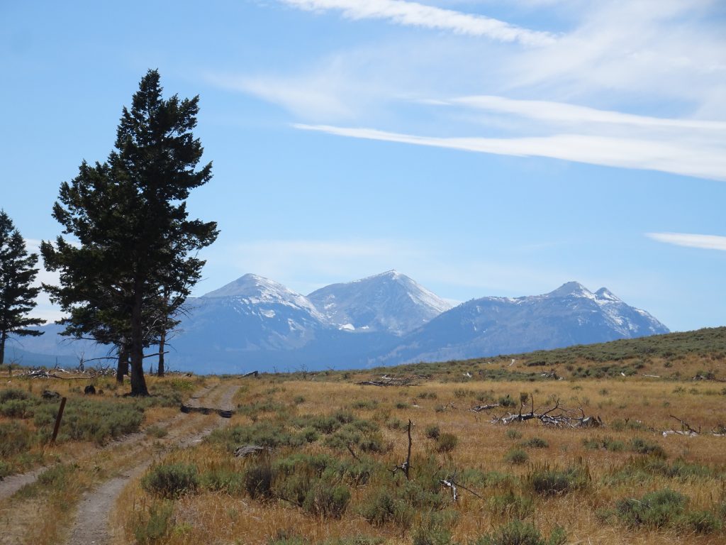 Wildlife of Yellowstone