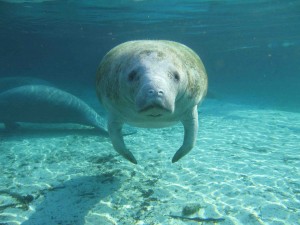 Manatees saved from extinction