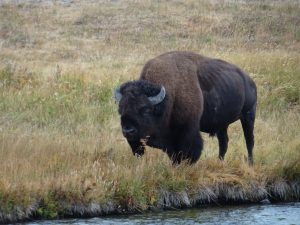 Wildlife of Yellowstone