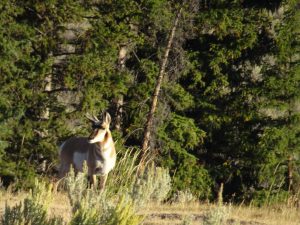 Wildlife of Yellowstone